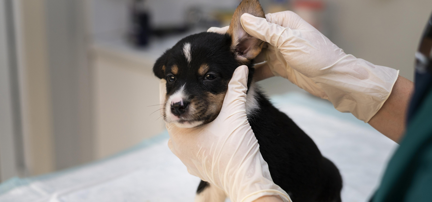 vaccins chiot prix.jpg